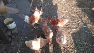 Куры Редбро