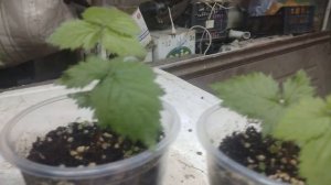 Опыт с ежевикой. Гумат и монокалий фосфат