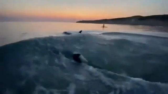 Дельфины чёрного моря 05.08.2021 смотреть онлайн