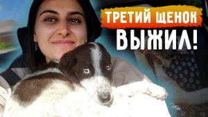 Последний щенок ВЫЖИЛ. В другой клинике смогли его реанимировать. Забрали спустя неделю.