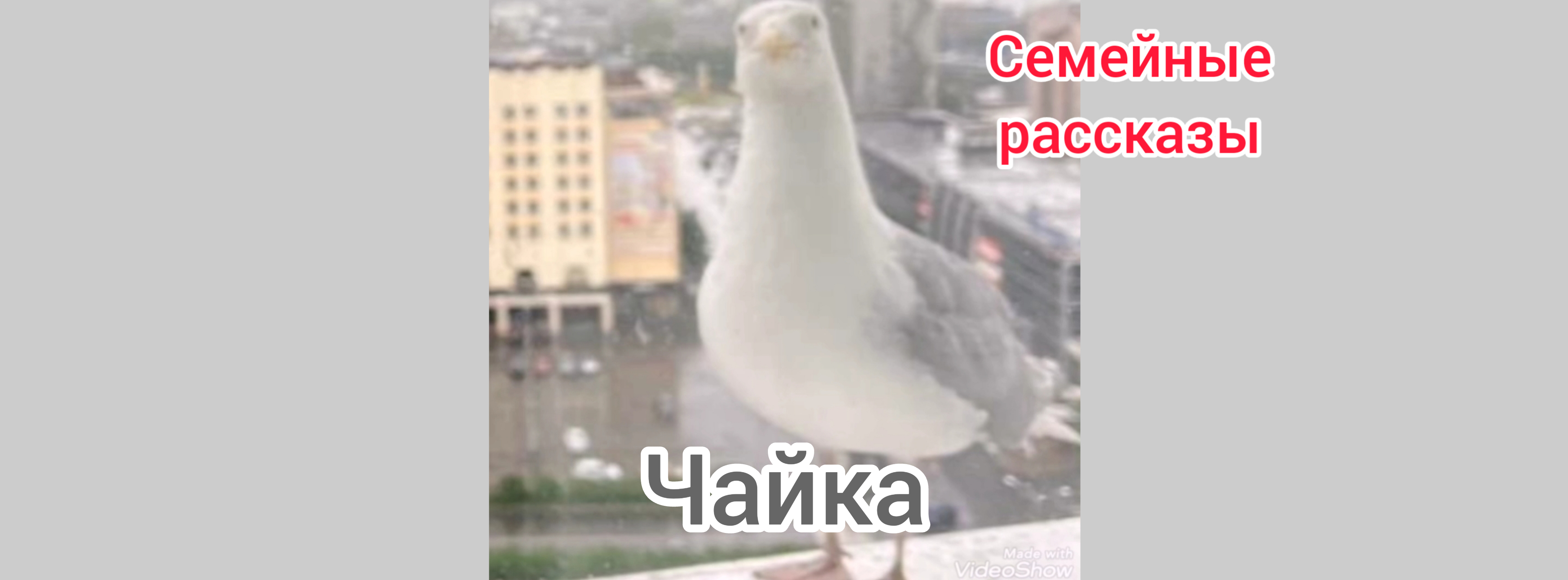 Чайка.