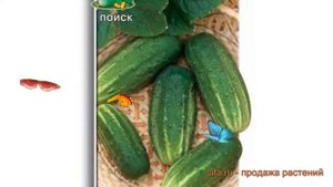 Огурец обыкновенный Муромский 36 (muromskiy 36) ? обзор: как сажать, семена огурца Муромский 36