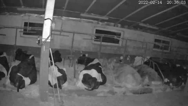 нічне спостереження за коровами//wifi camera/без коментарів смотреть онлайн