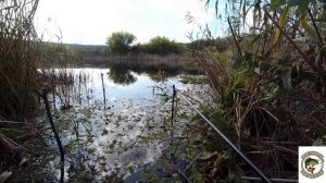 Рыбалка на маховую удочку (карп+карась)