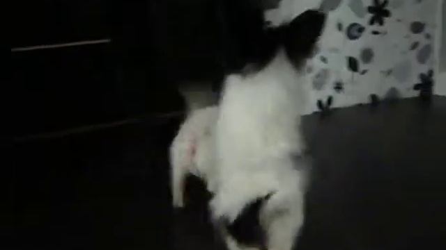 щенки папийона питомника "из Чёрной Дружины" смотреть онлайн