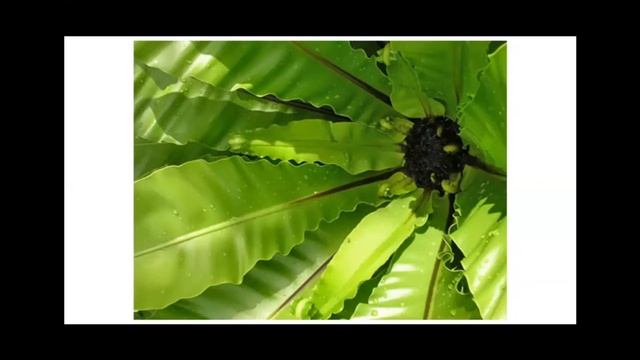 О семенах и о цветах без семян и без листьев. Папоротник - чудо-растение. смотреть онлайн