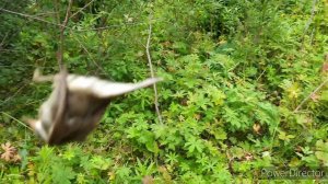 Проверка сети с Алиэкспресс.