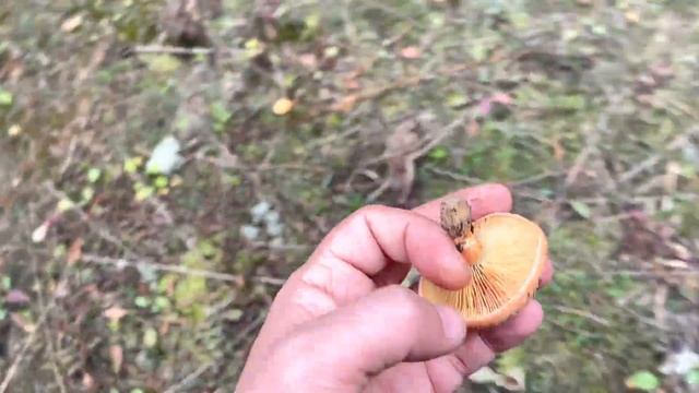 Вести из Леса в середине октября. Осенние грибы смотреть онлайн