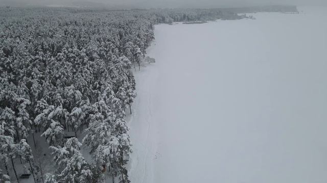 Дикие волки спасли беременную женщину, и помогли ей родить здорового ребенка смотреть онлайн