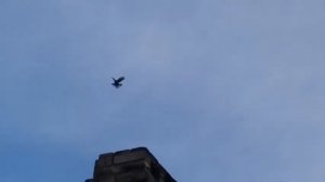 Николаевские голуби г.Енакиево Парфенов В.И. (071 426 16 34)