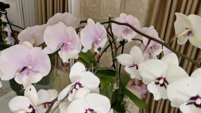 СУМАСШЕДШИЕ БИГ ЛИПЫ. Панду ВЫЛЕЧИЛА. смотреть онлайн