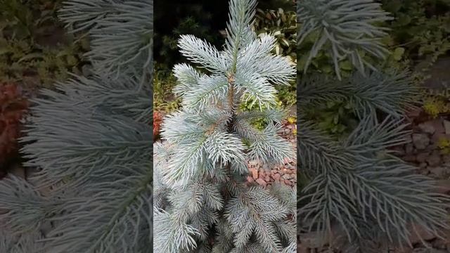 Самая голубая ель в мире! ? Ель колючая Хупси ? Picea pungens Hoopsii