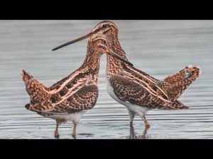 Бекас (Gallinago gallinago) - осенние драки | Film Studio Aves