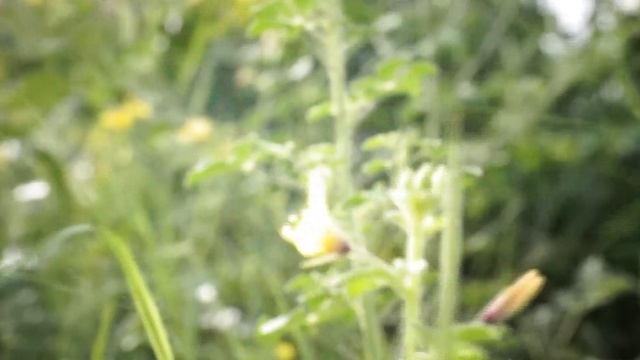 My 1st Vediography By Sony Alpha 58 смотреть онлайн