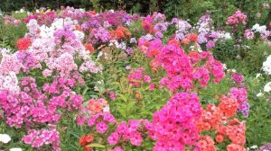 Питомник флоксов, флоксы цветы, сорта флоксов