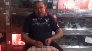 Не надо так... Непригодные для инкубации яйца перепелов. Перепела инкубация яиц видео