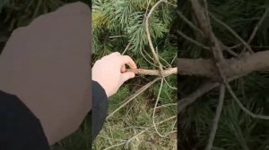Отзыв на садовый измельчитель Калибр