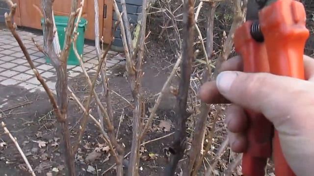 Обрезка смородины весной. ЧТО НУЖНО ЗНАТЬ ПРИ ОБРЕЗКЕ СМОРОДИНЫ.