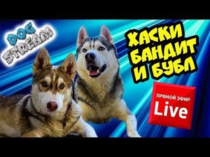 DOGSTREAM: ХАСКИ БАНДИТ и ХАСКИ БУБЛИК В ПРЯМОМ ЭФИРЕ!