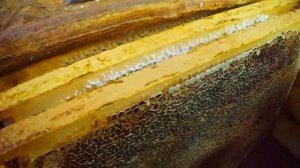 Пчелоудалитель Квебек.  Применение. Bee remover "Quebec".