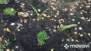 Обзор осенних цветов на клумбах, работаю на цветниках.
