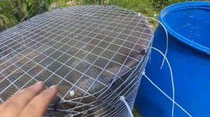 Утилизация фекальных отходов из дачного туалета в бочку.
