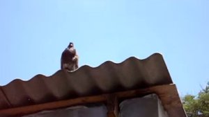 Николаевский высоколетный голубь!