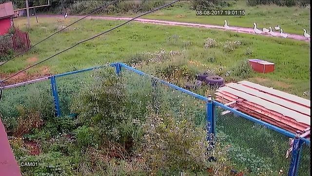 Попытка украсть гуся. смотреть онлайн