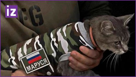 Кошка Маруся приехала к бойцам в ЛНР с особым заданием — любить, лелеять и поддерживать боевой дух