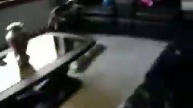 Mini Greyhound (Claudia) running thru the house. смотреть онлайн