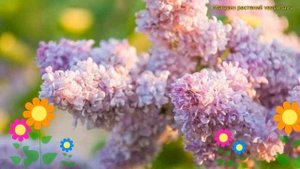 Сирень обыкновенная Роз де Москоу. Краткий обзор, описание syringa vulgaris ROSE DE MOSCOU