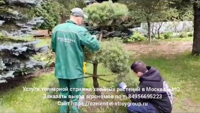 Уход за хвойными деревьями и кустарниками. Услуги агрономов в Москве и области. Звоните  84956695223