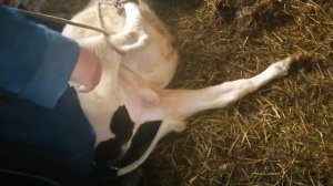 Как вырезать яйца!