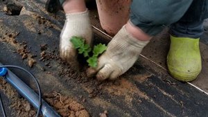 Высадка рассады капусты на черное агроволокно (спанбонд). Что положить в лунки при посадке капусты.