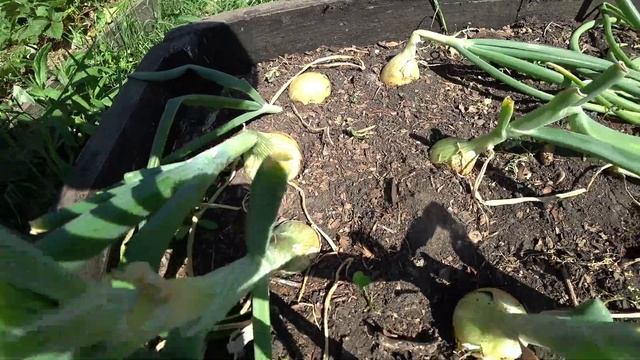 Лук. Итоги сезона смотреть онлайн