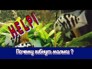 Почему погибают мальки? Потомство сапфировых попугайчиков  Why do fry die? Blue Panda Parrot