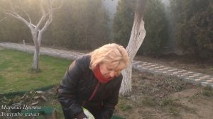 Посадка почвопокровной розы . Особенности .