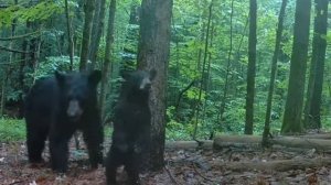 Видео фотоловушки медведи