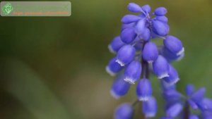 Цветы мускари – описание, разновидности и сорта мускари