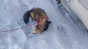 Харек на зимней прогулке