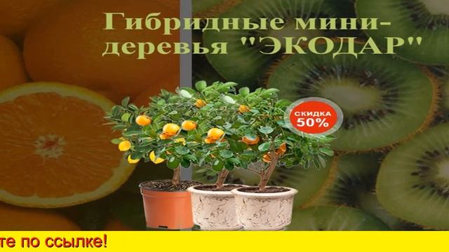 Фруктовые Деревья В Горшках смотреть онлайн