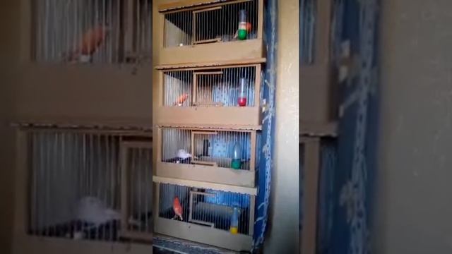 Пение Четырех Красных Кенаров! Пение на Четырех.Как поют канарейки.Пение птиц.Canary Singing
