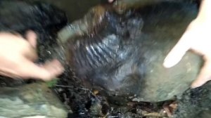 Поход за аммонитами. НАШЛИ ОЧЕНЬ МНОГО ОКАМЕНЕЛОСТЕЙ!!!