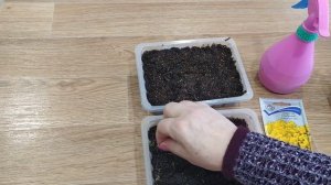 Алиссум многолетний. Золотая россыпь.