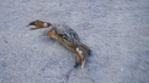 Травяной краб закапывается в песок