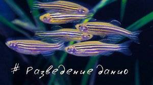 Разведение данио, от нереста и до взрослой рыбки