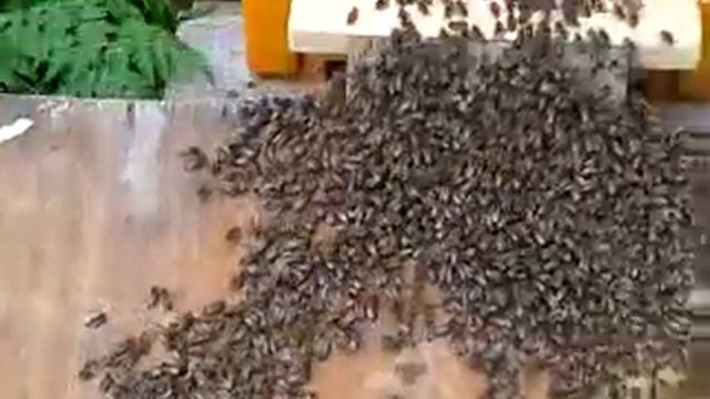 Рой пошел в Культурную борть Чернова смотреть онлайн