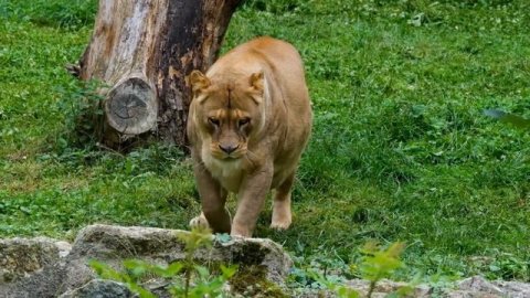 Wildlife From Our #Planet _ 4K UHD Дикая природа
#природа #дикаяприрода #животныймир #wildlife