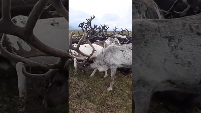 Панты и что вы с ними делаете? / Рогатые олени #reindeer #arctic