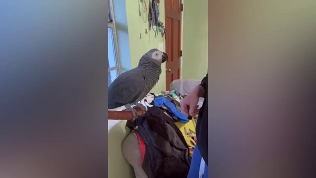 FUNNY AND CUTE PARROTS - TRY NOT TO LAUGH!! ❤️? смотреть онлайн